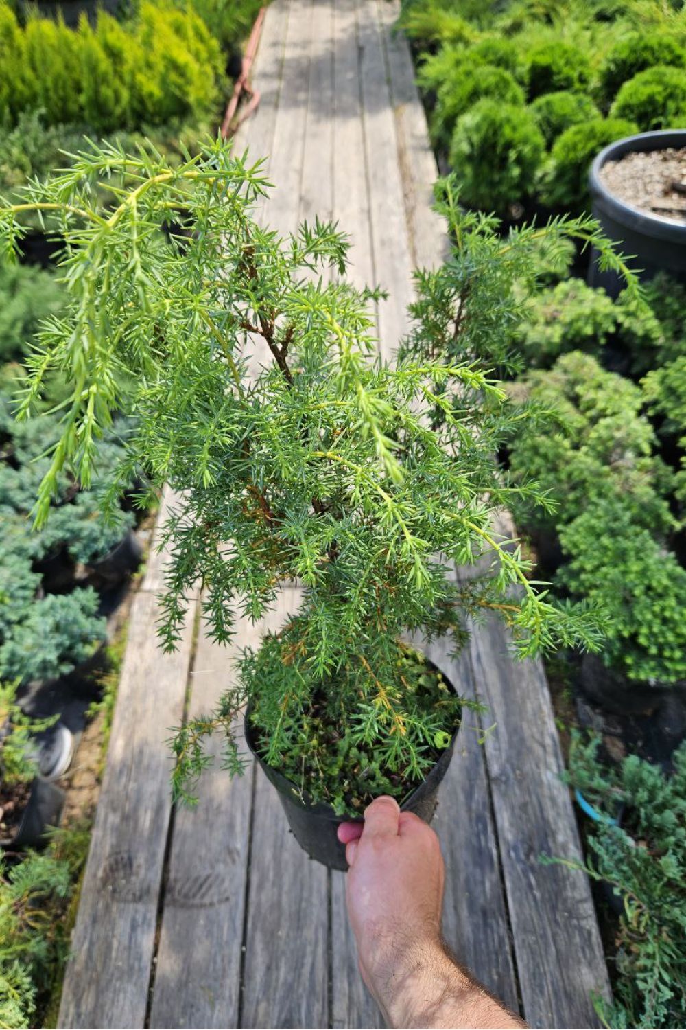 Можжевельник сорта Andorra Compacta, меняющий цвет хвои по сезонам